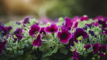 ai gerado roxa petúnia flores cama em borrado natureza fundo tonificado foto