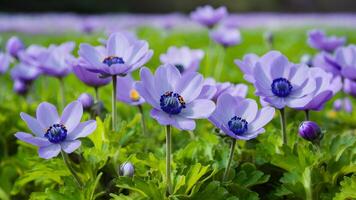 ai gerado lindo azul flor anêmonas dentro fresco Primavera manhã, natureza foto