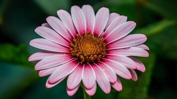 ai gerado artístico papel de parede com macro foto do água solta em flor