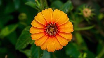 ai gerado brilhante ornamental jardim fundo com chuva gotas em laranja flor foto