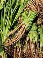 coentro raiz. Está a raiz parte do a coentro plantar. isto é vegetal e erva para tailandês Comida. fechar acima do fresco orgânico coentro raízes. foto