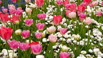 Primavera flores bandeira. Rosa floração tulipas dentro campo. Rosa pétalas e verde folhas do florescendo flores cumprimento cartão bandeira, mãe dia cartão, mulheres dia, aniversário, Páscoa. botânico seleção foto