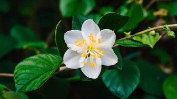 ai gerado isolado jasmim flor exibido dentro fechar acima contra branco foto