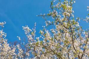 flores de cerejeira branca na primavera foto