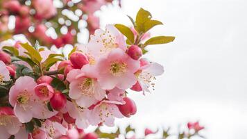 ai gerado capturar isolado branco fundo vitrines metade quadro, Armação do Rosa maçã árvore flor galhos foto