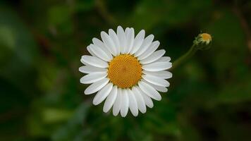 ai gerado isolado margarida flor com meticulosamente mão fez recorte caminho foto