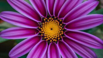 ai gerado tolet flor macro tiro cria uma deslumbrante e vibrante pano de fundo foto