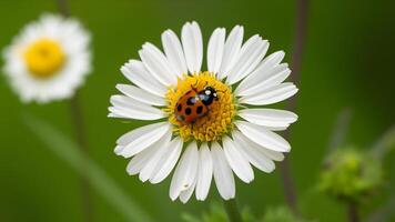 ai gerado cenário ocupado dentro verão Parque infantil com joaninha em camomila flor foto