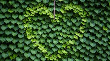 ai gerado Visão coração em forma verde folhas escalada plantar natureza pano de fundo foto