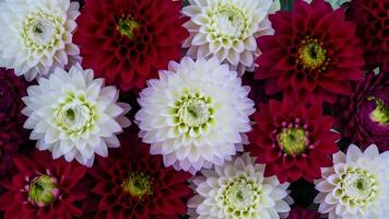 ai gerado floral cenário cheio do cores, apresentando vermelho e branco dálias foto