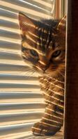 ai gerado interior charme pequeno gatinho tocam perto janela persianas, uma família membro vertical Móvel papel de parede foto