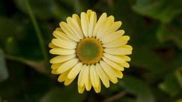 ai gerado sujeito isolado amarelo margarida com vívido verde Centro em branco pano de fundo foto