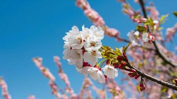 ai gerado ao ar livre primavera natureza com branco cereja florescer, azul fundo foto