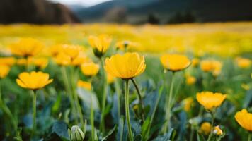 ai gerado lindo botão de ouro dentro natureza Primavera panorama com selvagem amarelo botões de ouro foto