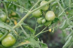 crescendo a tomates. verde tomates dentro a vegetal jardim. foto