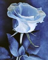 ai gerado uma plano Varredura do uma cianotipia do uma flor com azul papel foto