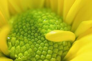 fechar acima do amarelo crisântemo flor pétalas foto