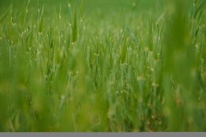 jovem trigo campo é uma pitoresco foto