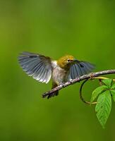 uma pequeno pássaro é sentado em uma ramo com Está asas espalhar foto