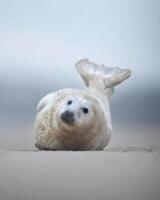 uma bebê foca deitado em a areia dentro a oceano foto