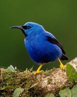 uma azul pássaro com Preto bico sentado em uma ramo foto