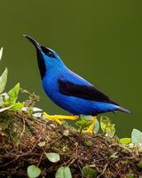 uma azul pássaro com Preto bico sentado em uma ramo foto