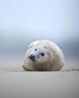 uma bebê foca deitado em a areia dentro a oceano foto