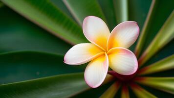 ai gerado plumeria rauvolfioideae plantar Flor enfeites a sereno fundo foto