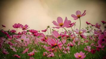 ai gerado lindo Rosa vermelho cosmos flor campo contra vintage cor tom foto