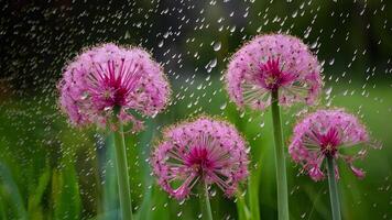 ai gerado pingos de chuva adornar tolet fundo com allium flor e selvagem cebola flores foto