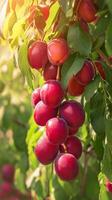 ai gerado saudável jardim recompensa vermelho ameixa em árvore dentro outono Pomar vertical Móvel papel de parede foto