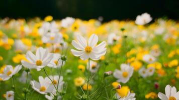 ai gerado luz amarelo cosmos flores campo com raso profundidade do campo foto