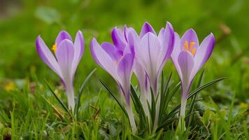 ai gerado lindo verde Relva pano de fundo para roxa açafrão flor papel de parede foto