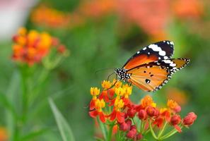 borboleta em flor de laranjeira no jardim foto