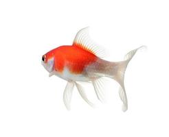 peixe dourado isolado no fundo branco foto