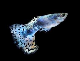 lindo guppy isolado em fundo preto foto