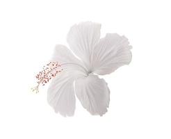 flor isolado no fundo branco foto