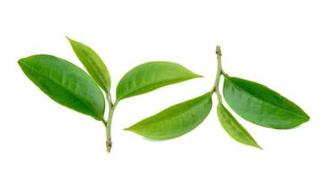 folha de chá verde isolada no fundo branco