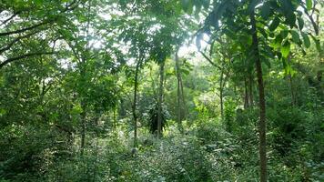 cenário na selva da ásia foto