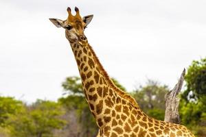 bela alta majestosa girafa kruger parque nacional safari áfrica do sul. foto