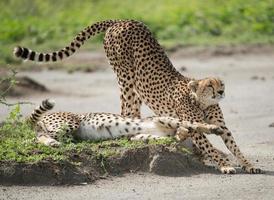 chitas, ndutu, serengeti foto