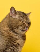 a adulto cinzento gato senta em uma amarelo fundo, a olho é semicerrado e a língua é suspensão Fora foto