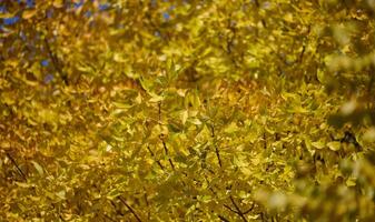 amarelo folhas em uma pensilvânia cinza árvore em a outono dia foto