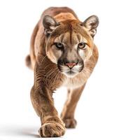 ai gerado Puma isolado em branco background.generative ai foto