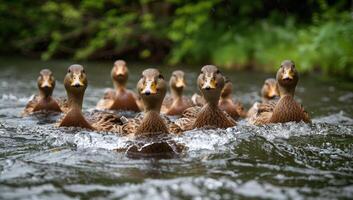 ai gerado patinhos natação juntos dentro uma fluxo, desfrutando natureza e animais selvagens foto