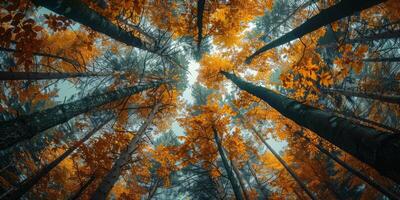 ai gerado lindo outono floresta. colorida árvores dentro a outono floresta. foto