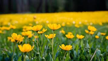 ai gerado lindo botão de ouro dentro natureza Primavera panorama com selvagem amarelo botões de ouro foto