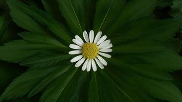 ai gerado ampla verde folhas por aí camomila flor em único fundo foto