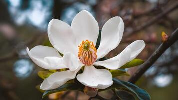 ai gerado fechar acima imagem do branco sulista magnólia florescer, louisiana Estado flor foto