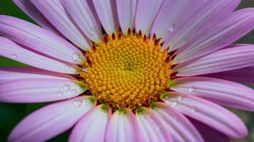 ai gerado artístico papel de parede com macro foto do água solta em flor